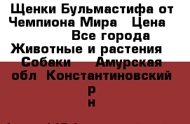 Щенки Бульмастифа от Чемпиона Мира › Цена ­ 1 000 - Все города Животные и растения » Собаки   . Амурская обл.,Константиновский р-н